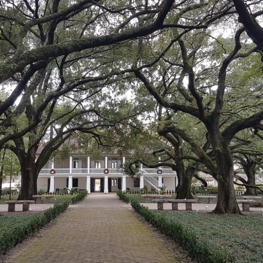 The Oak Alley leading to the big house