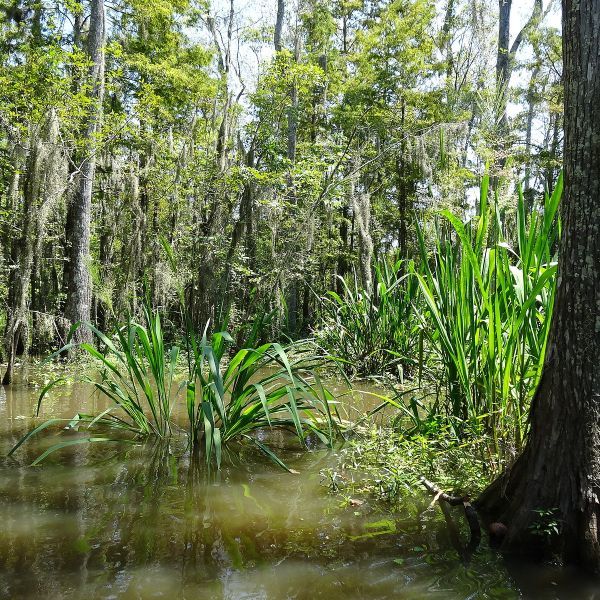 A swamp with trees