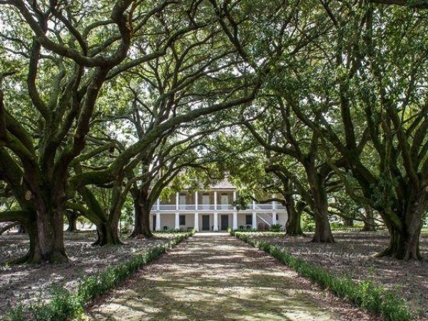 Whitney Museum Plantation Image 1 A view of Oak Alley Leading to the Plantation