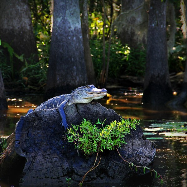 An alligator on a log