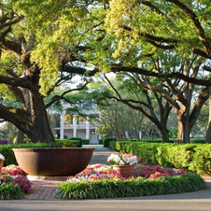 A view of trees in front of a plantation