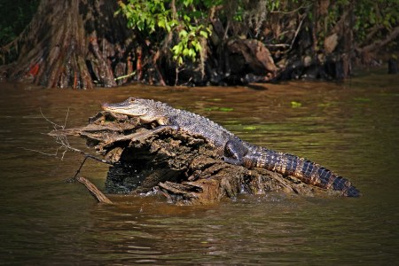 An alligator on a log
