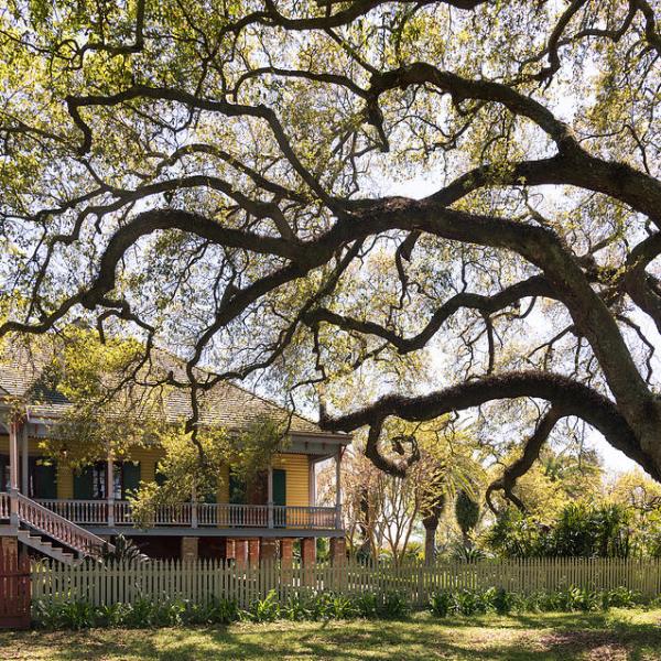 a bench in front of a tree