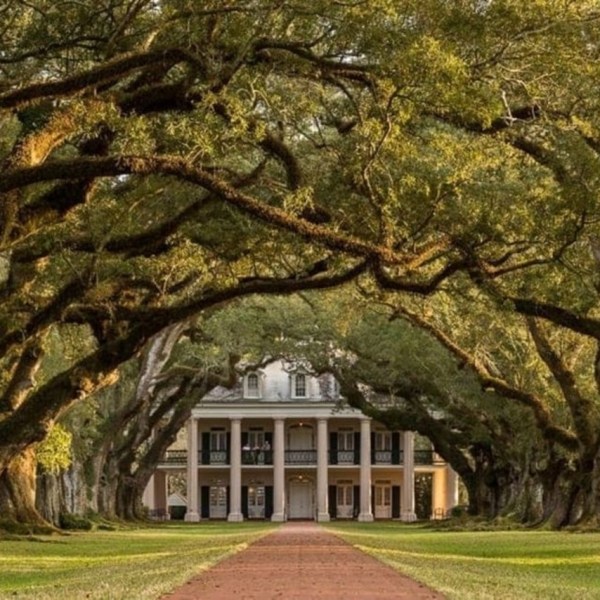 a large tree with Wormsloe Historic Site in the background
