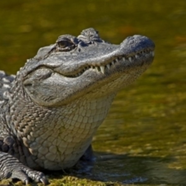 a close up of a reptile